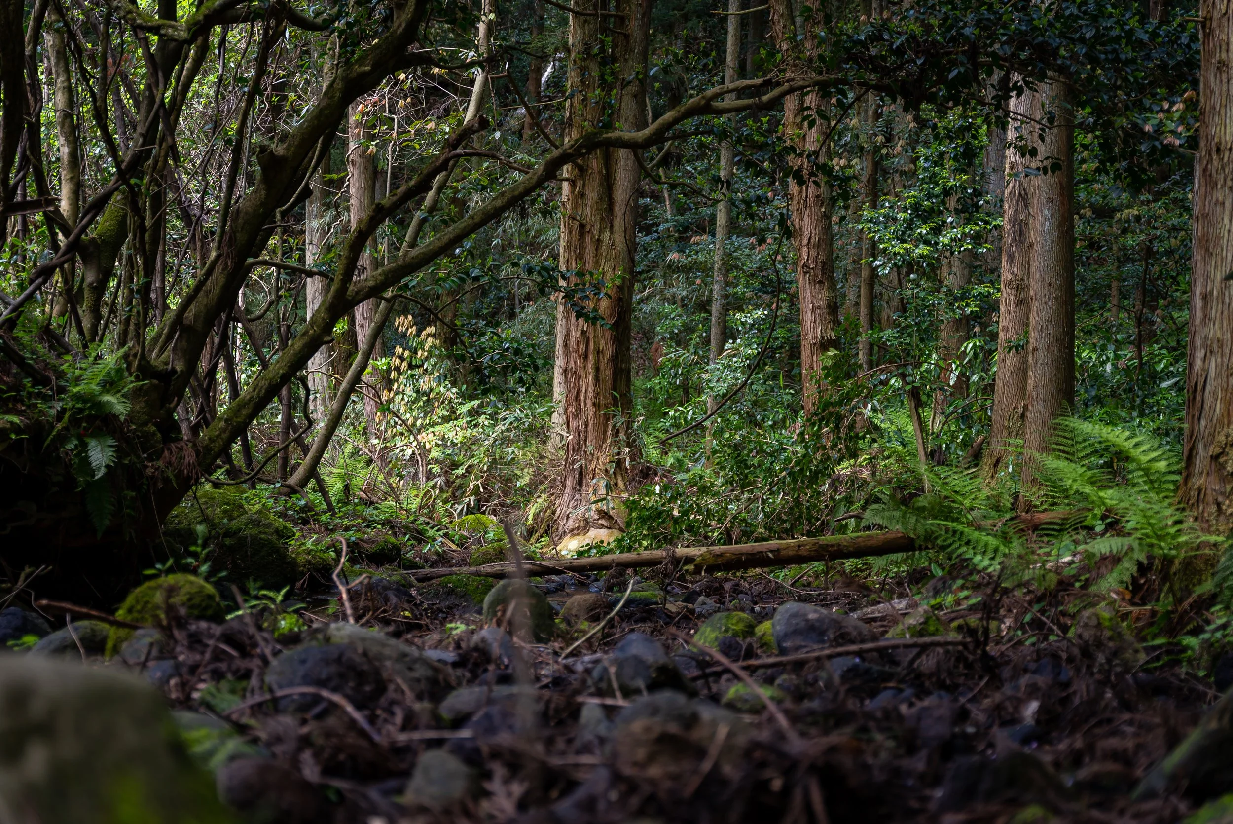 大山自然に還る森 — Sustainable Daisen